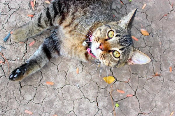 stock image Thai Cat