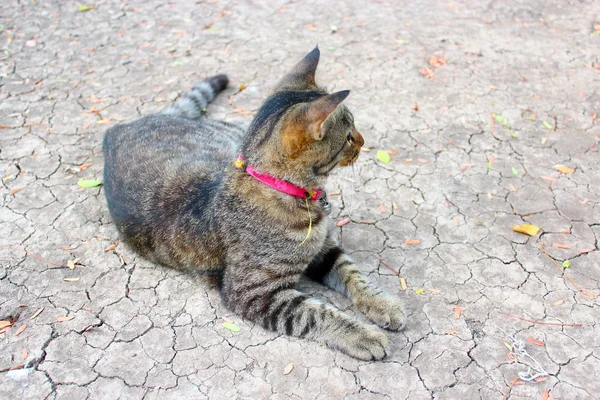 Thailändsk katt — Stockfoto