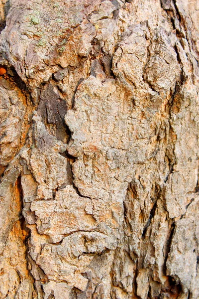 나무껍질의 배경 — 스톡 사진