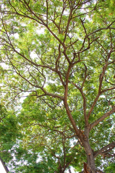 Cúpula verde del árbol —  Fotos de Stock