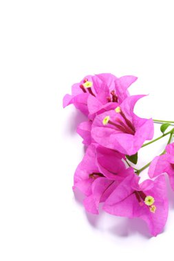 Bougainvillier