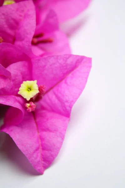 Stock image Bougainvillier