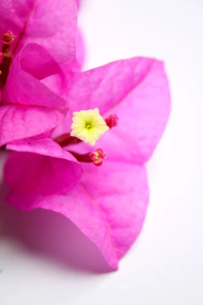 Bougainvillier. — Foto de Stock