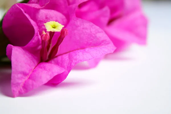 Stock image Bougainvillier