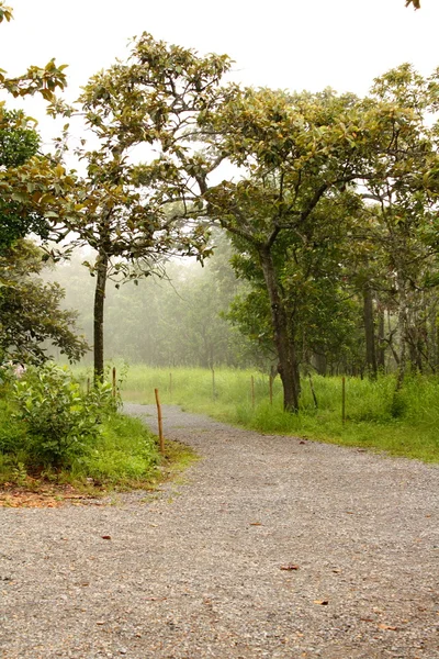 stock image Forest