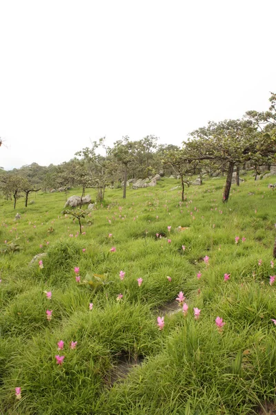 Skog — Stockfoto