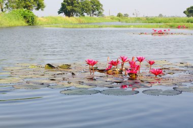 Lotus çiçeği.