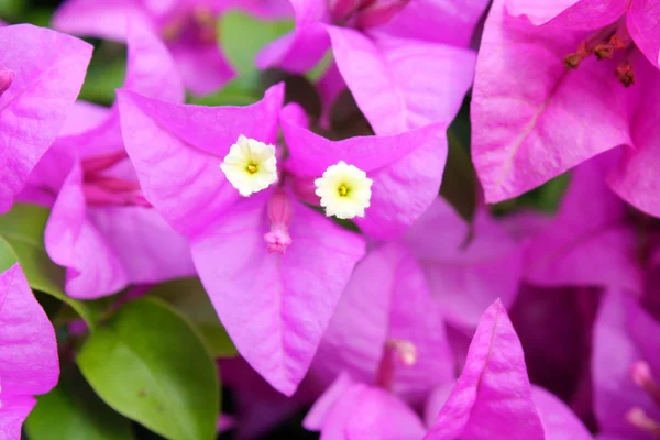 Bougainvillier. — Foto de Stock