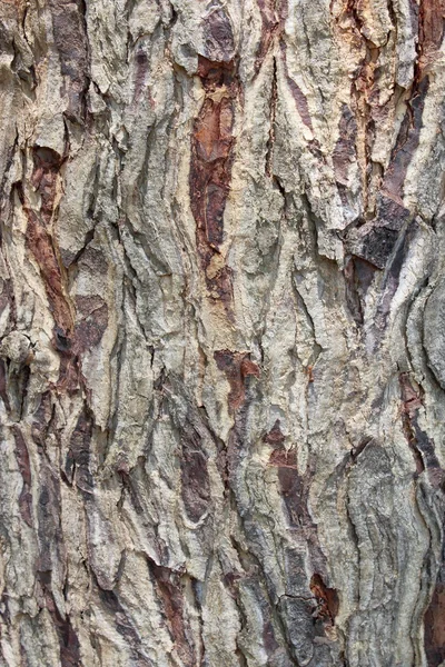 Φόντο φλοιού δένδρου — Φωτογραφία Αρχείου