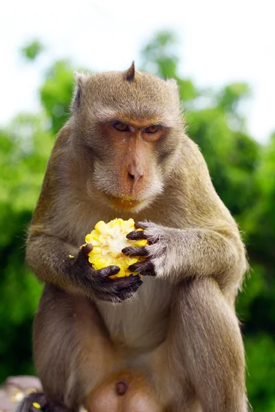 stock image Monkey eat fruit in Thai