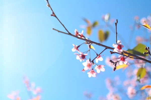 Branch sakura — Stock Photo, Image