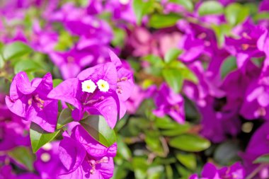 Bougainvillier