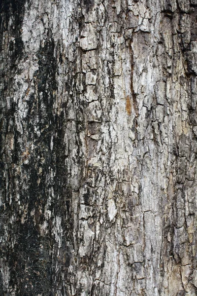 Φόντο φλοιού δένδρου — Φωτογραφία Αρχείου