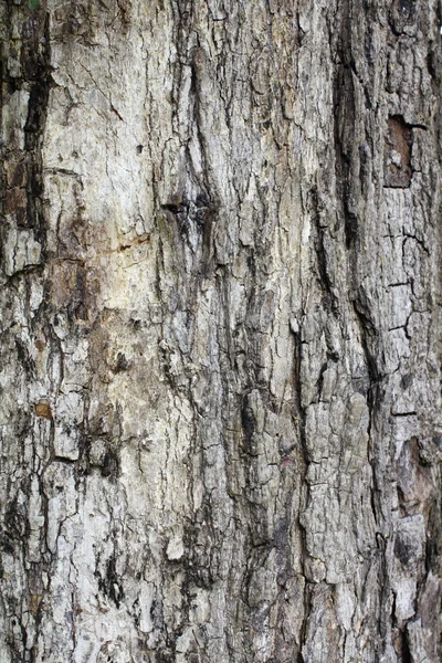 Écorce d'arbre fond — Photo