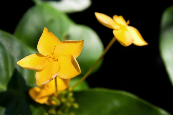 Ixora oranje bloem — Stockfoto