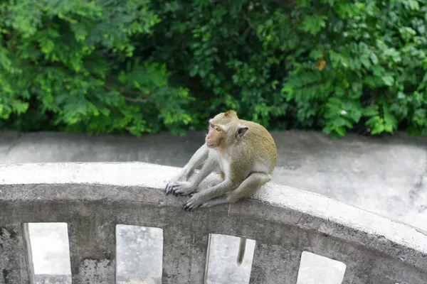 stock image Macaque mongkey