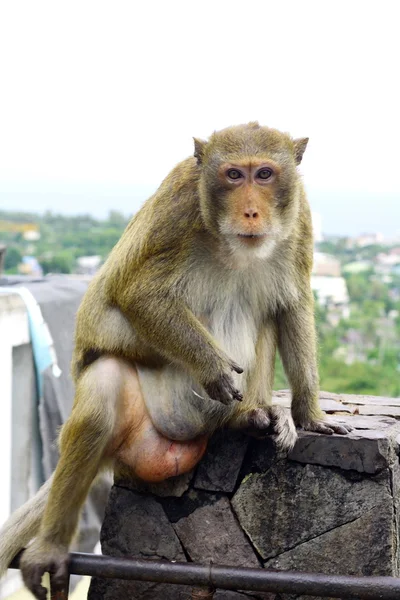 stock image Macaque mongkey