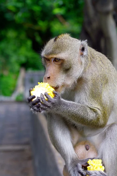 stock image Monkey eat fruit in Thai