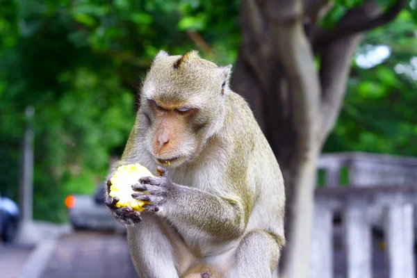 stock image Monkey eat fruit in Thai