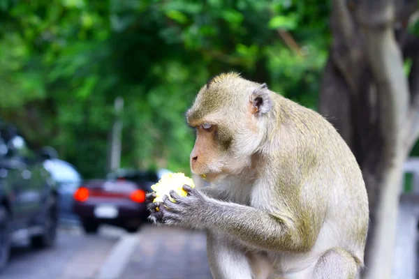 Stock image Monkey eat fruit in Thai