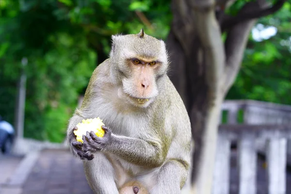 stock image Monkey eat fruit in Thai