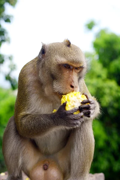 stock image Monkey eat fruit in Thai