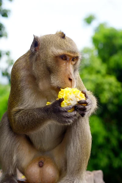 stock image Monkey eat fruit in Thai