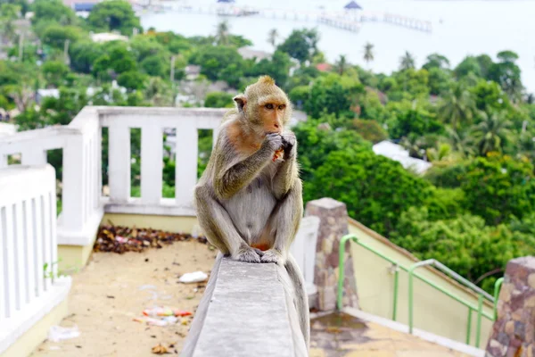 Monkey gyümölcs enni a Thai — Stock Fotó