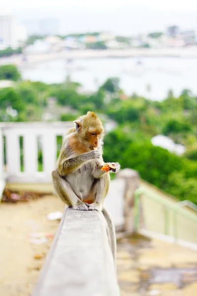 stock image Monkey eat fruit in Thai