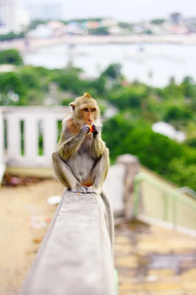 Monkey gyümölcs enni a Thai — Stock Fotó