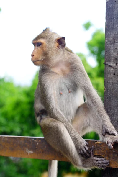 stock image Macaque mongkey