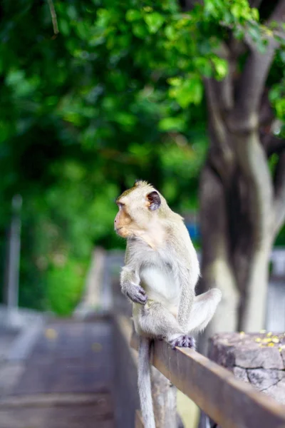 Makaak mongkey — Stockfoto