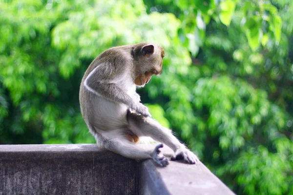 stock image Macaque mongkey