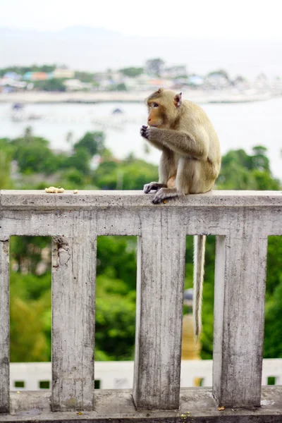 Monkey eat fruit in Thai