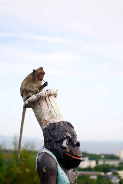 猴子吃水果在泰语中 — 图库照片