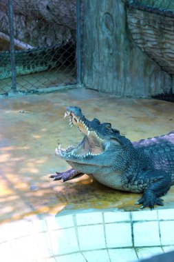 Crocodils