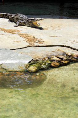 Crocodils