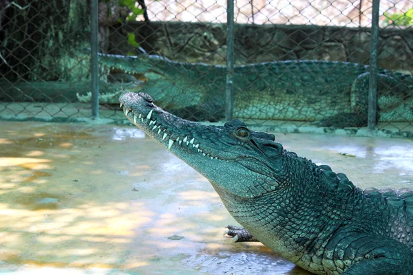 Crocodilo — Fotografia de Stock