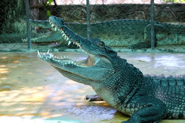 Crocodils — Φωτογραφία Αρχείου