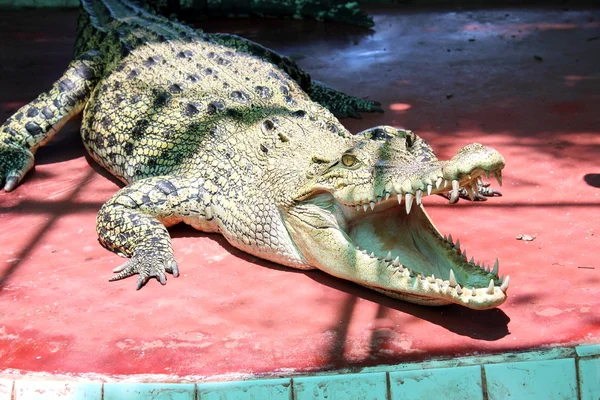 Krokodile — Stockfoto