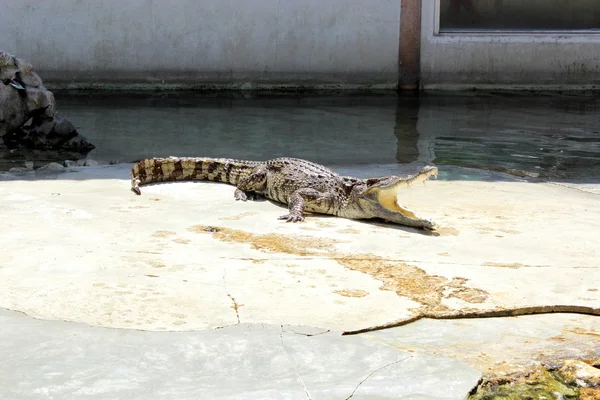Crocodils — 스톡 사진