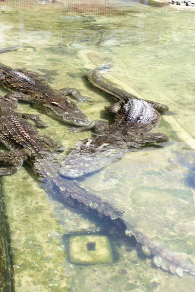 Crocodils — Φωτογραφία Αρχείου