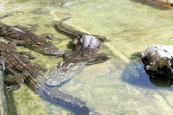 Crocodils — ストック写真