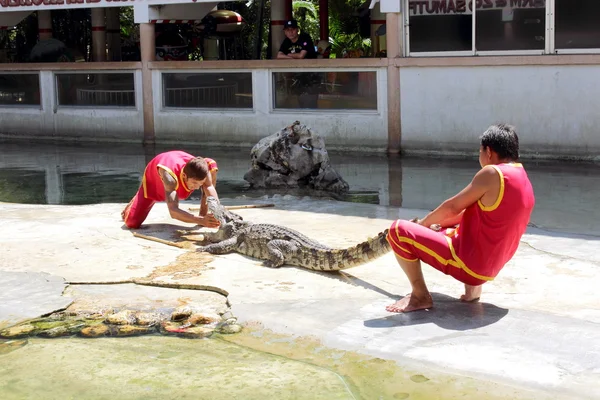 stock image Crocodile