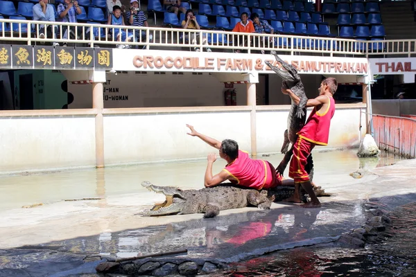 Stock image Crocodile