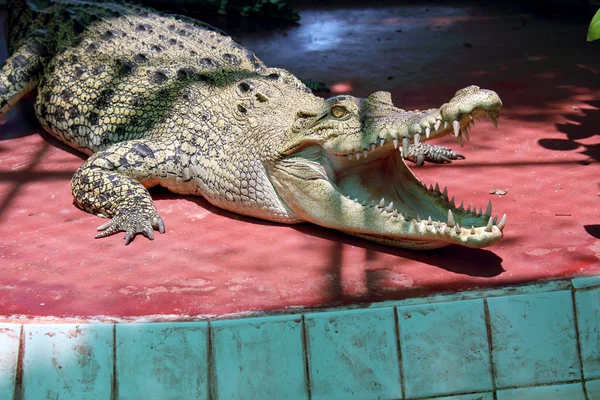 Crocodils Rechtenvrije Stockfoto's