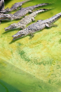 Crocodils