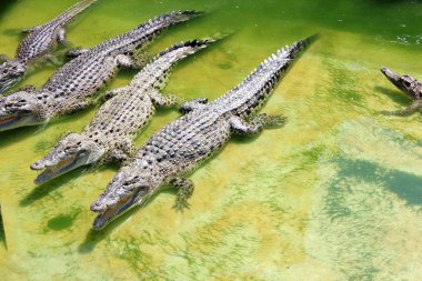 Crocodils clipart