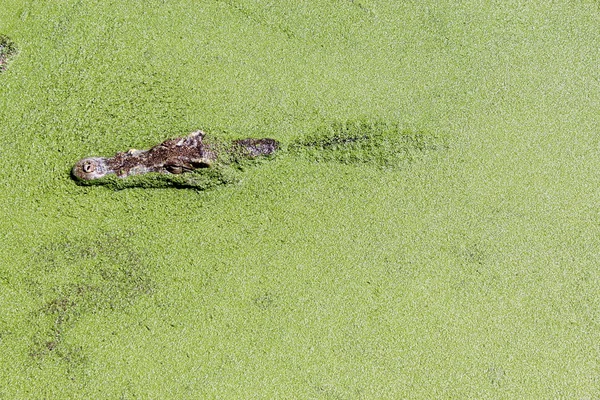 stock image Crocodile