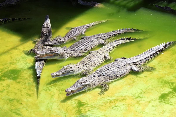 Crocodils — стокове фото